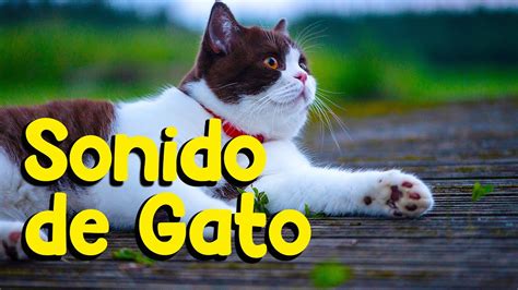 Sonido De Gatos Gatos E Gatitos Maullando Youtube