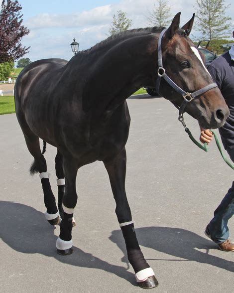 He was born in the city of florence, italy in the year 1445. Horse Sport Consulting | *2007 stallion by Don Romantic x ...