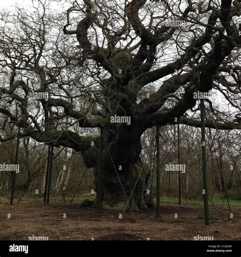 The Major Oak Tree Sherwood Forest Nottinghamshire Uk Stock Photo