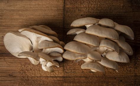 The Complete Guide To Pearl Oyster Mushrooms Grocycle