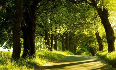 Photography Landscape Trees Nature Plants Summer Road Wallpapers