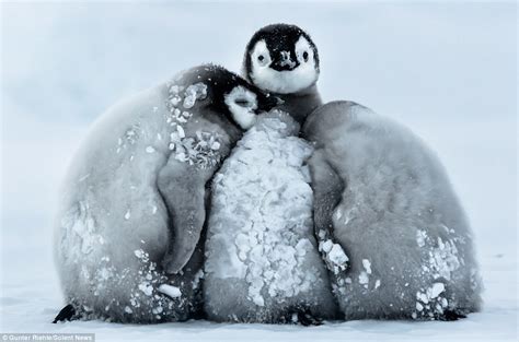 Antarctic Baby Penguins
