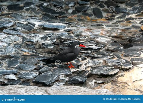 Beautiful Black Bird With Red Beak Stock Photo Image Of Wild White