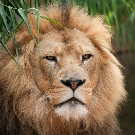 Closeup Shot Of The Head Of A Beautiful Lion Stock Image Image Of