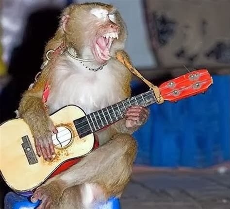 Funny Animals Playing Guitar Latest Pictures Funny And Cute Animals