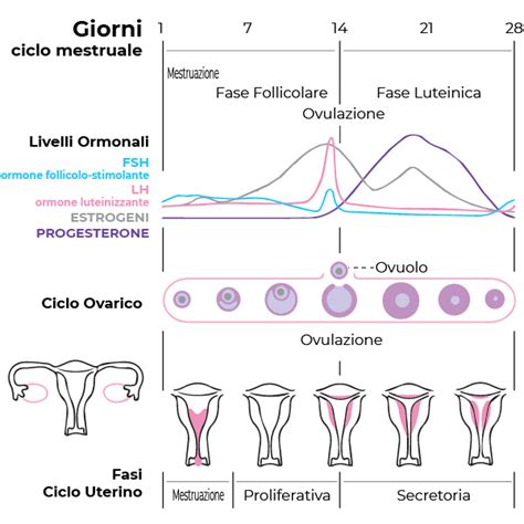 Le Mestruazioni E Le Fasi Del Ciclo Mestruale La Nostra Ciclica Armonia