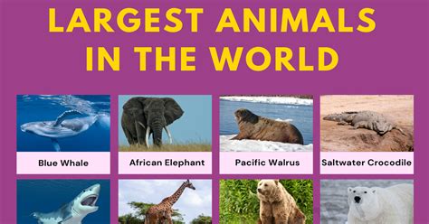 List Of 25 Largest Animals In The World • 7esl