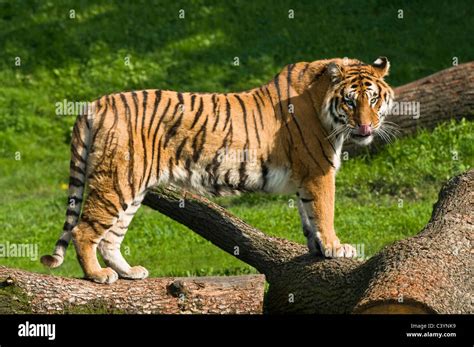 Adult Bengal Tiger Panthera Tigris Tigris Standing Licking With Eye