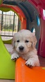 Cuccioli di cane Golden Retriever in vendita - annuncio N. 108967