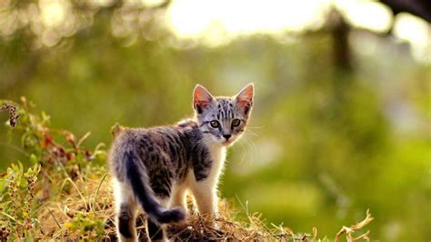 Adorable Cute Kitten Hd Desktop Wallpaper Widescreen High