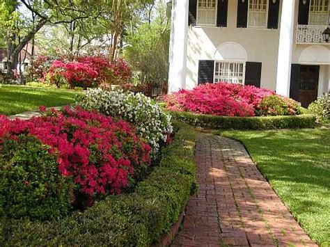 What can i grow in dry shade that will provide some interest throughout the year? Plants For East Texas | East Texas Gardening | Azaleas ...
