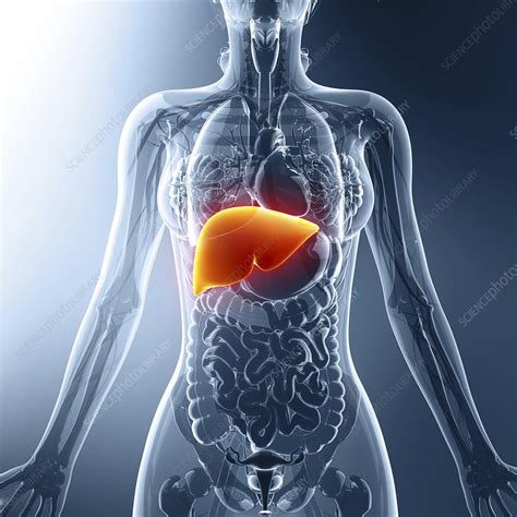 Human Liver Artwork Stock Image F0087544 Science Photo Library