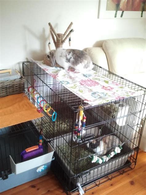 Bobby And Rosies Indoor Setup Rabbits United Forum Bunny Care