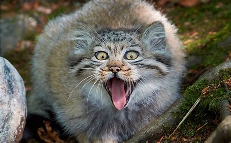 Top wild big cat species found in india are tiger, lion, leopard, jaguar, snow leopard, clouded leopard, jungle cat. The 15 Wild Cat Species Of India - WorldAtlas.com
