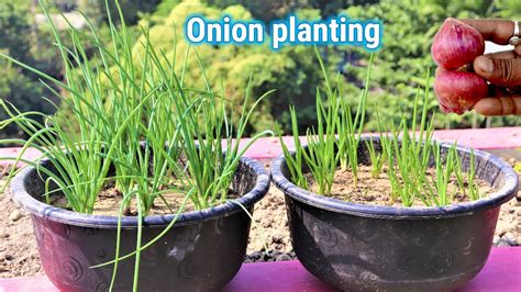 How To Grow Onion Plant At Home In A Pot Very Easy Way To Plant And