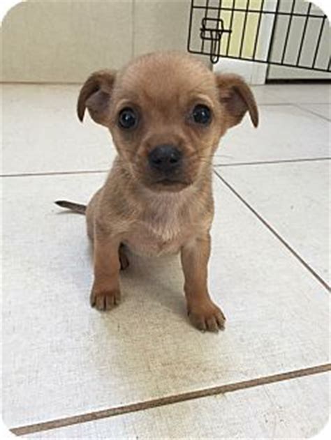 Shar pei labrador mix = shar peiador. Happy | Adopted Puppy | Lima, PA | Chihuahua/Labrador Retriever Mix