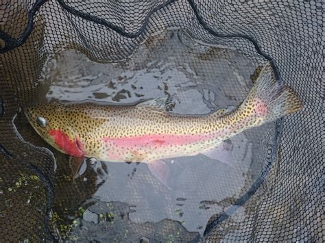 Pa Fly Fishing Spring 2017 First Trout Of The Spring Season