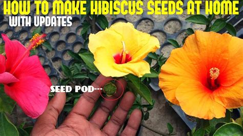 Hibiscus Rosa Sinensis Flower Seeds Ruffles And Rosettes