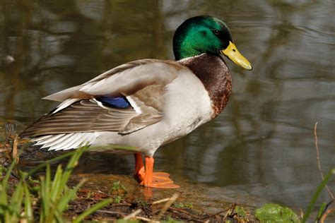 Mallard Ducks Paul Brown Photography