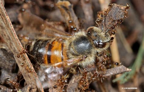 Honey Bee Being Attacked By Ants After Taking This Photo Flickr