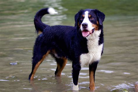 Bernese Mountain Dog The Gentle Giant Of The Swiss Alps All Big Dog