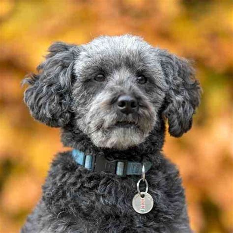 Schnoodles For Adoption Near You Rehome Or Adopt A Schnoodle Dog