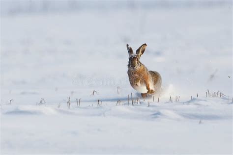 Wild Rabbit Running In The Snow Stock Image Image Of Park Rodent