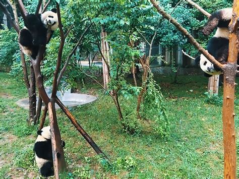 How To Visit Chinas Chengdu Panda Base