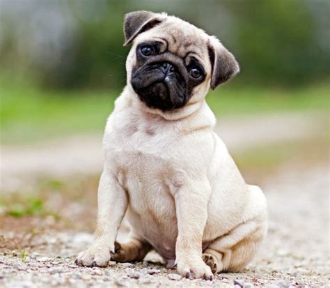 Pug Info Life Expectancy Personality Puppies Pictures