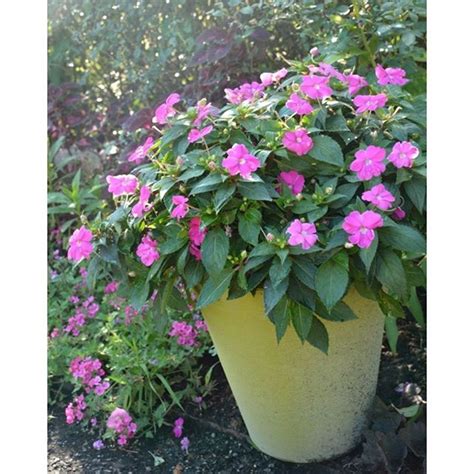 I Hope These Compact Neon Pink Sunpatiens Help Get Your Week Off To A