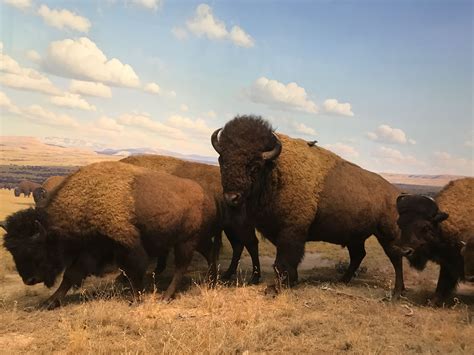 Pin by N Zieb on My Trips | American bison, Majestic animals, Animals wild