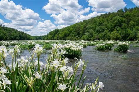 How To See Cahaba Lilies Alabamas Most Fragrant Natural Wonder