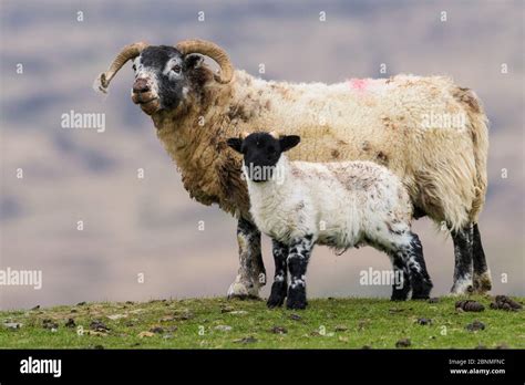 Blackface Sheep Wwe And Lamb Mull Scotland Stock Photo Alamy