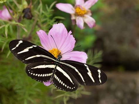 Zebra Butterfly Wgcu Pbs And Npr For Southwest Florida