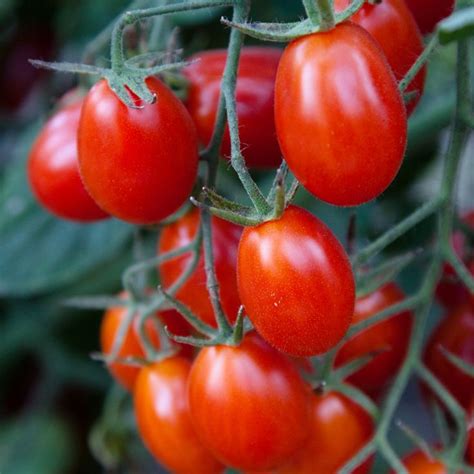 1000 Images About Grape Tomatoes On Pinterest Seasons Tomato Seeds