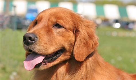 Look at pictures of golden retriever puppies who need a home. Golden Retriever