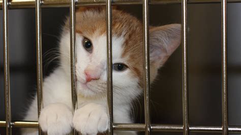 Adoption up, euthanasia down at animal shelters across Canada: report ...