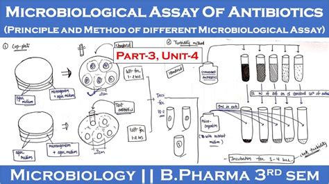 Microbiological Assay Of Antibiotics Principle And Method Of