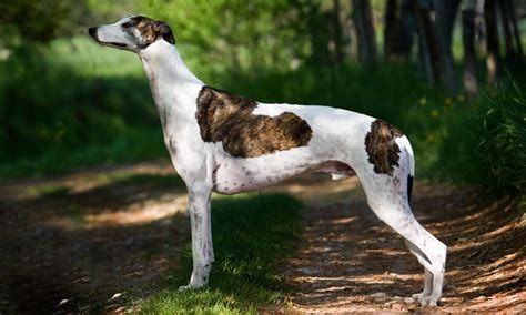 Greyhound Breed Characteristics Care And Photos Bechewy