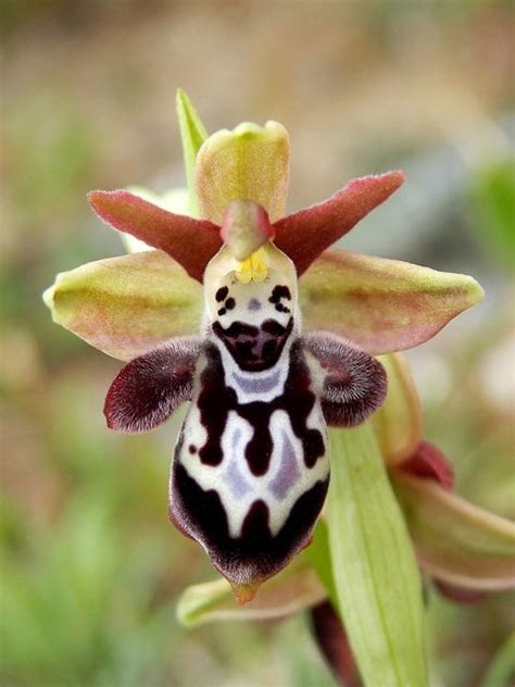 Orchid Mimicry Flower Of Ophrys Ariadnae [bee Orchid] Mimicking A Circus Clown With A