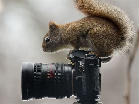 Nature Photography Squirrel Camera Animals Moss Reflex Wallpapers