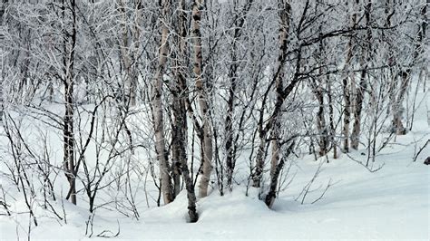 Download Wallpaper 1366x768 Trees Snow Snowdrifts Winter Branches