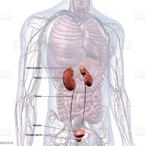 Adrenals Kidneys Urinary System Prostate Gland Labeled Stock Photo
