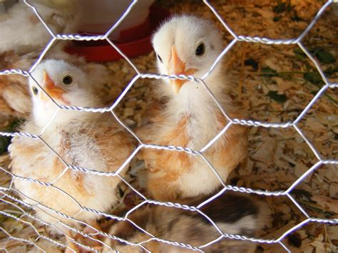 Baby Chicks Free Stock Photo Public Domain Pictures