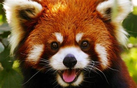 The Adventures First Jakejustjake Save The Red Panda