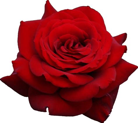 Free for commercial use high quality images Red Rose PNG Image - PurePNG | Free transparent CC0 PNG ...