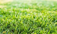 Complete Guide to Tall Fescue Grass Seed - Prince Gardening