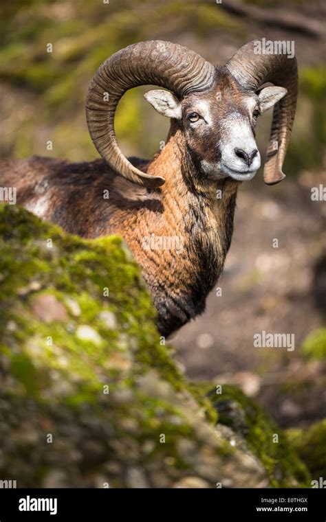 The Mouflon Ovis Orientalis Stock Photo Alamy
