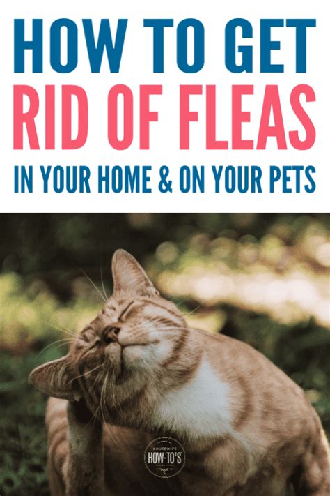 How To Get Rid Of Fleas Naturally