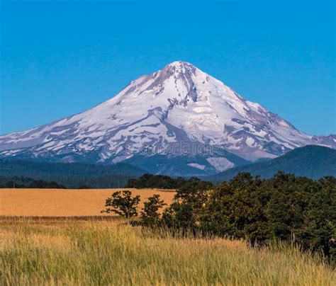 Mt Hood In The Summer Sun 1 Stock Photo Image Of High Dalles 78025570